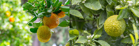 Bergamot fruit growing on trees.