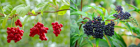 Elderberries and Schisandra Berries