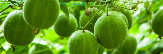 Unripened green monk fruit on tree.