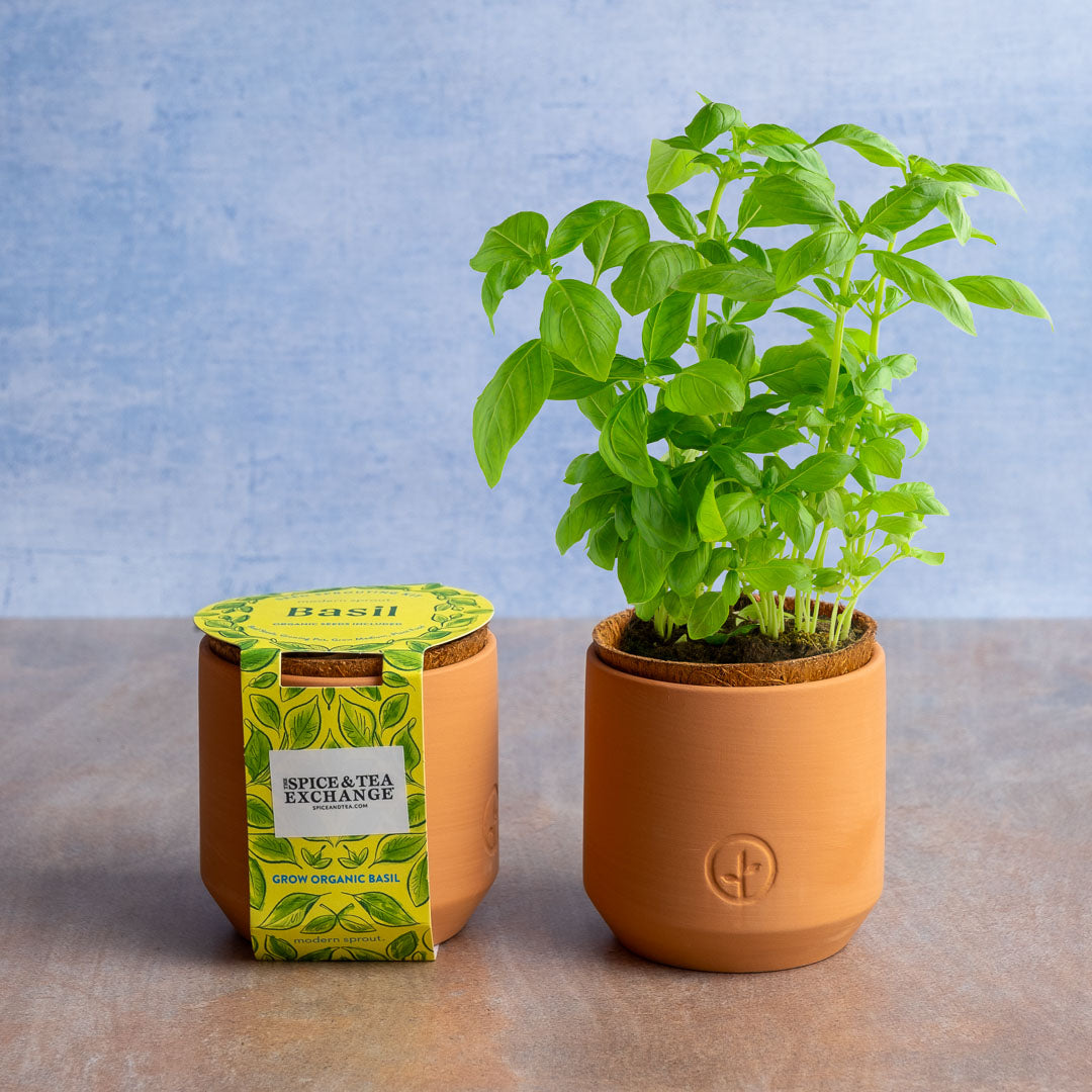 Kit for Growing Organic Basil and Basil Plant