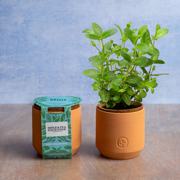 Kit for Growing Organic Mint and Mint Plant